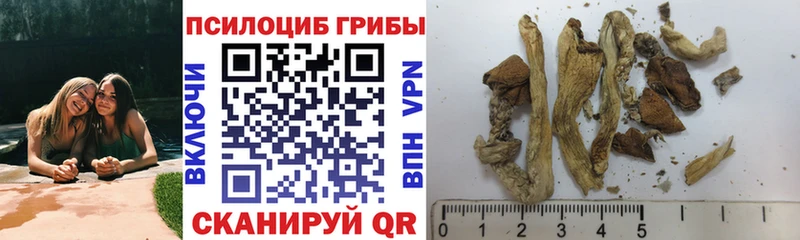 Псилоцибиновые грибы Psilocybe  как найти закладки  Дмитровск 